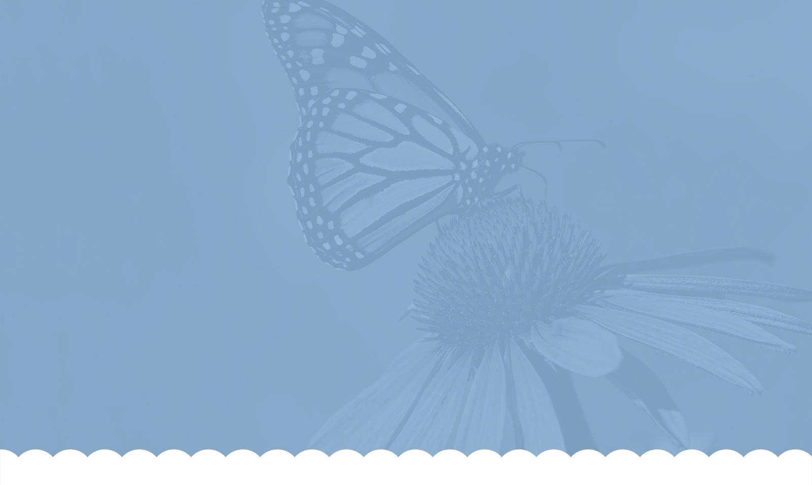 Butterfly Emerging | LEVERAGE
